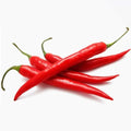 Chili (Capsicum) 